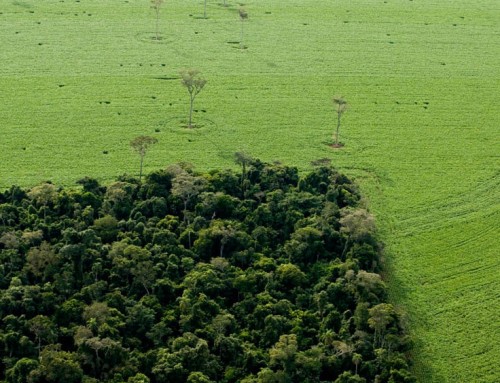 Comment la loi ALUR mange 30 hectares de forêt